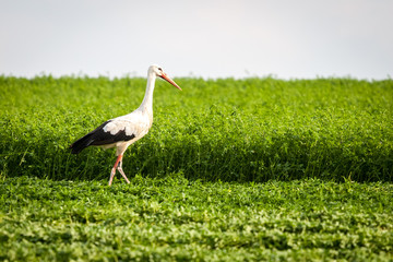 One white stork stands in clover field © Selitbul