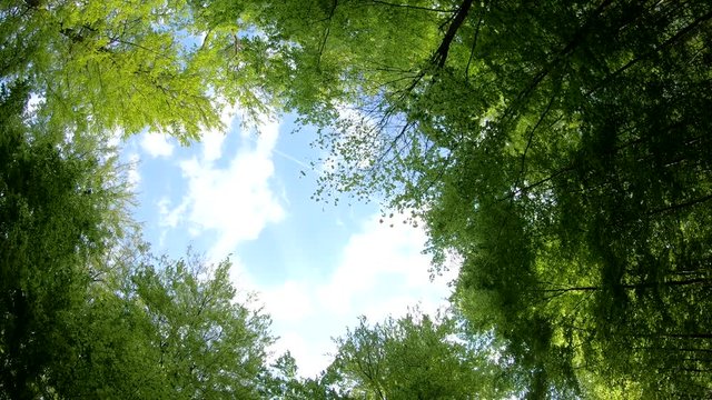 Laubwald, Buchen, Naturerlebnis, Schwenk, Panorama, Gimbal, Natur in Bewegung, Spessart, 4K