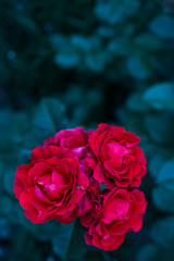 Dramatic red roses in garden on dark green background in evening