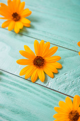 Composition of three bright summer yellow flowers of Неliорsis on mint green wooden background