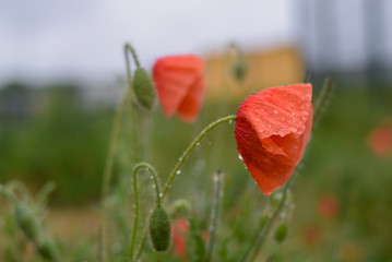poppy flower in drops after rain