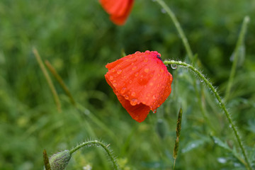 the flower drops after a rain
