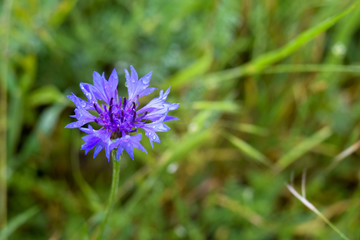 lonely field flower on the lawn