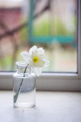 One spring flower of white narcissus in glass vase near window in daylight