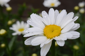 white Daisy close-up in drops after rain