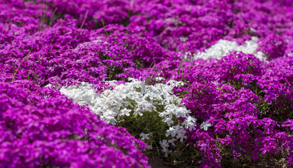 Fototapeta premium Floral background from the phlox of the subulate
