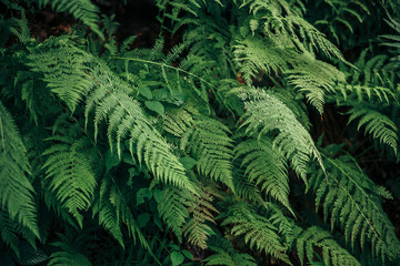 Fototapeta na wymiar beautiful fern leaves in misty forest in mountains. wildflowers,herbs in woods. green background