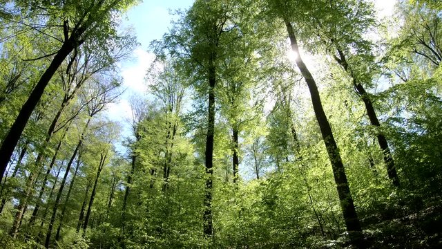 Laubwald, Buchen, Naturerlebnis, Schwenk, Panorama, Gimbal, Natur in Bewegung, Spessart, 4K
