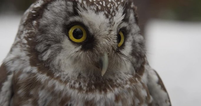 Boreal owl face extreme close up