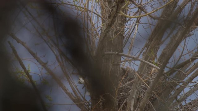 Through branches to nest of great horned owlets in wind