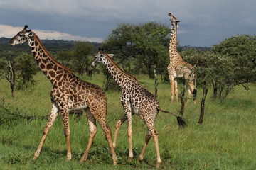 Masai Giraffe, Herd in the Evening, Serengeti, Tanzania