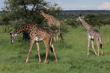 Masai Giraffe, Herd in the Evening, Serengeti, Tanzania