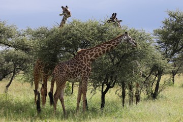 Masai Giraffe, Herd in the Evening, Serengeti, Tanzania
