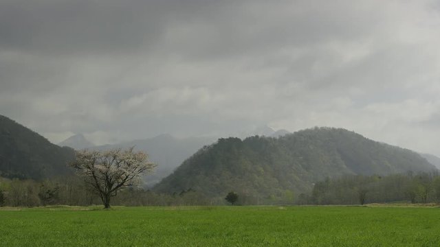 北海道の春 一本桜