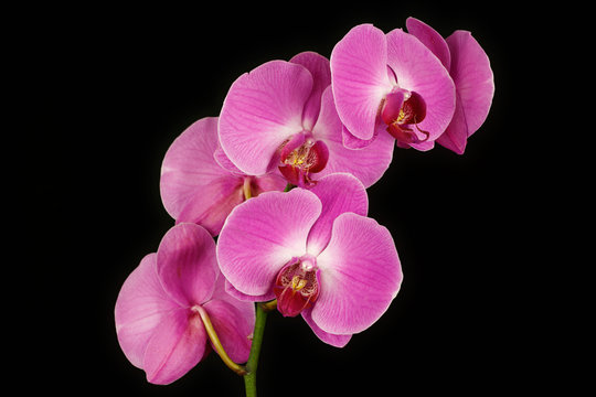 Pink orchid (Orchidaceae) flower on the black background