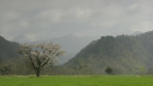 北海道の春 一本桜