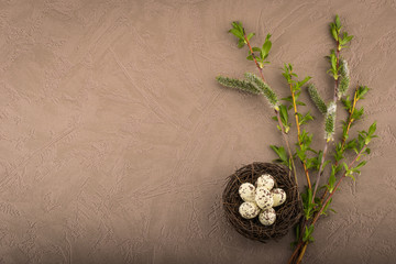 Young willow branches and nest with quail eggs. Textured background, space for text