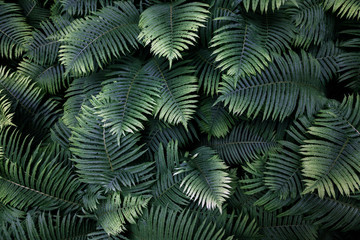 Naklejka na ściany i meble leafs fern rain drops tropical top view nature background dreen fine art fresh sweet cool new