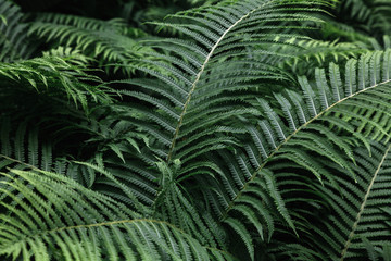 leafs fern rain drops tropical top view nature background dreen fine art fresh sweet cool new