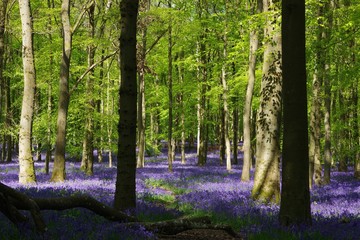 Bluebell wood in UK