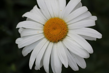 Obraz premium Margarita