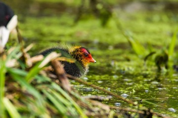 Blässhuhn Küken im Naturschutzgebiet Tegeler Fliess in Berlin 