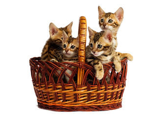 Fototapeta na wymiar Bengal kittens in a basket on a white background