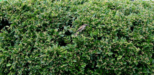 Fototapeta na wymiar sparrow in the bush