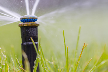 automatic sprinkler system watering the lawn on a background of green grass
