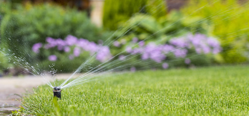 automatic sprinkler system watering the lawn on a background of green grass - obrazy, fototapety, plakaty