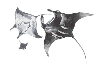 
Composition of the three rays of the manta. Watercolor. - obrazy, fototapety, plakaty