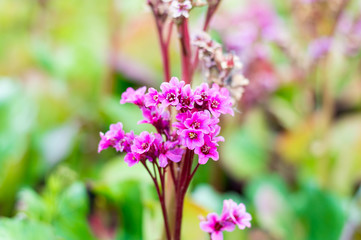 Flowers of Bergenia cordifolia Purpurea.