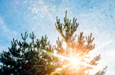 Naklejka na ściany i meble Sunlight shines through the snow-covered tree, Christmas tree