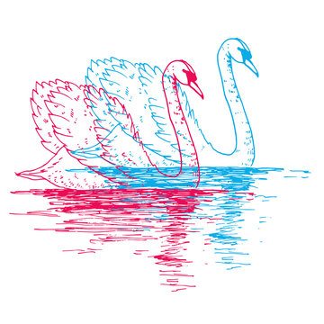 Vector swan couple illustration with reflection. Swimming elegant swan birds in love, beautiful wild nature sketch. Royal swan ink outline illustration, hand drawn animal.
