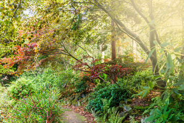Obraz premium Colourful autumn trees with beautiful leaves