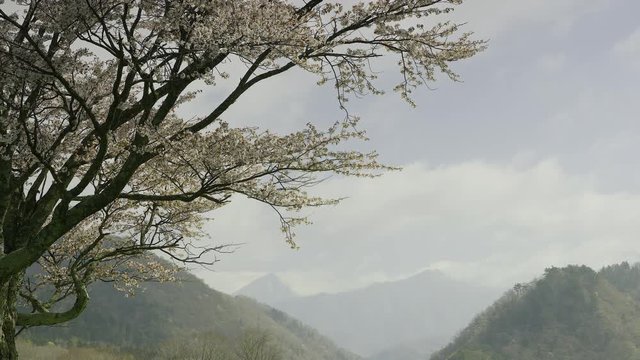 北海道の春 一本桜