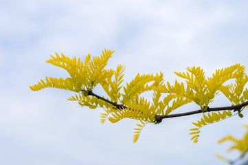 Branch of gleditsia triacanthos sunburst.
