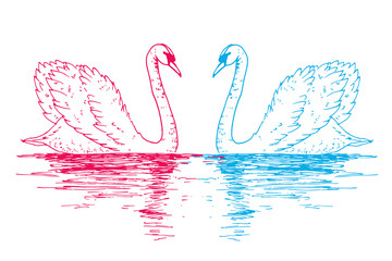 Vector swan couple illustration with reflection. Swimming elegant swan birds in love, beautiful wild nature sketch. Royal swan ink outline illustration, hand drawn animal.