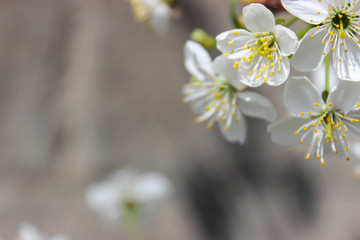 Flowering cherry tree