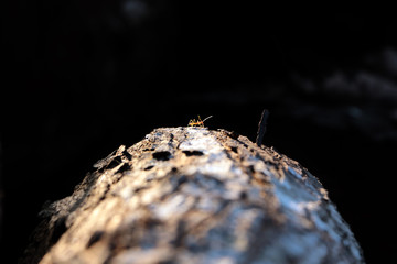 Macro Close up of a tiny ant on a log
