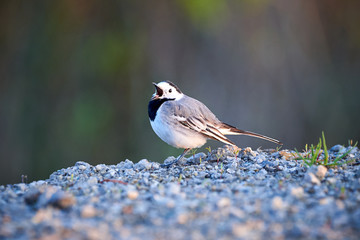 White wagtail (Motacilla alba)