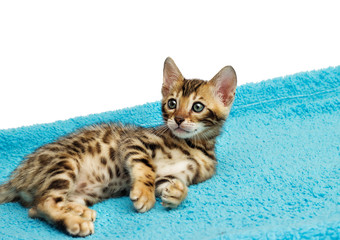 cute Bengali kitten lies on the blanket