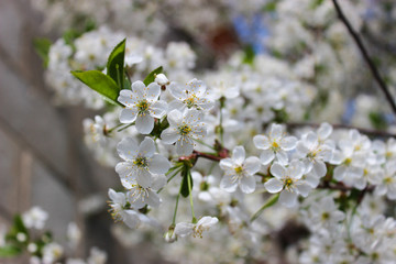 Flowering cherry tree