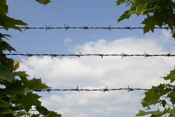 Barbed wire and green leaves.