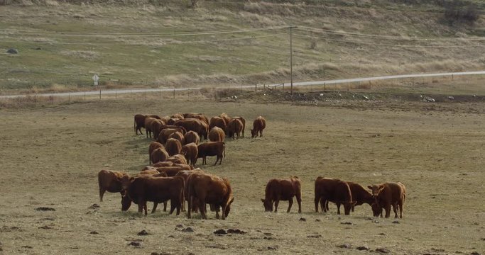 Sun shines on herd of red angus feeding in pasture