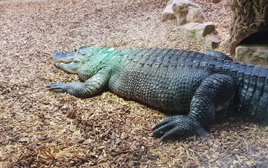 crocodile femelle dans son aquarium