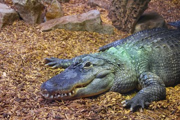 crocodile femelle dans son aquarium