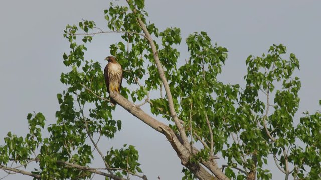 Red tail hawk rests in tree top at sunset on breezy day