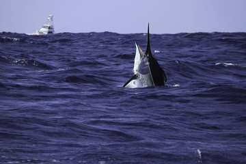 Black marlin with game boat behind