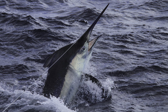 Closeup black marlin on the leader